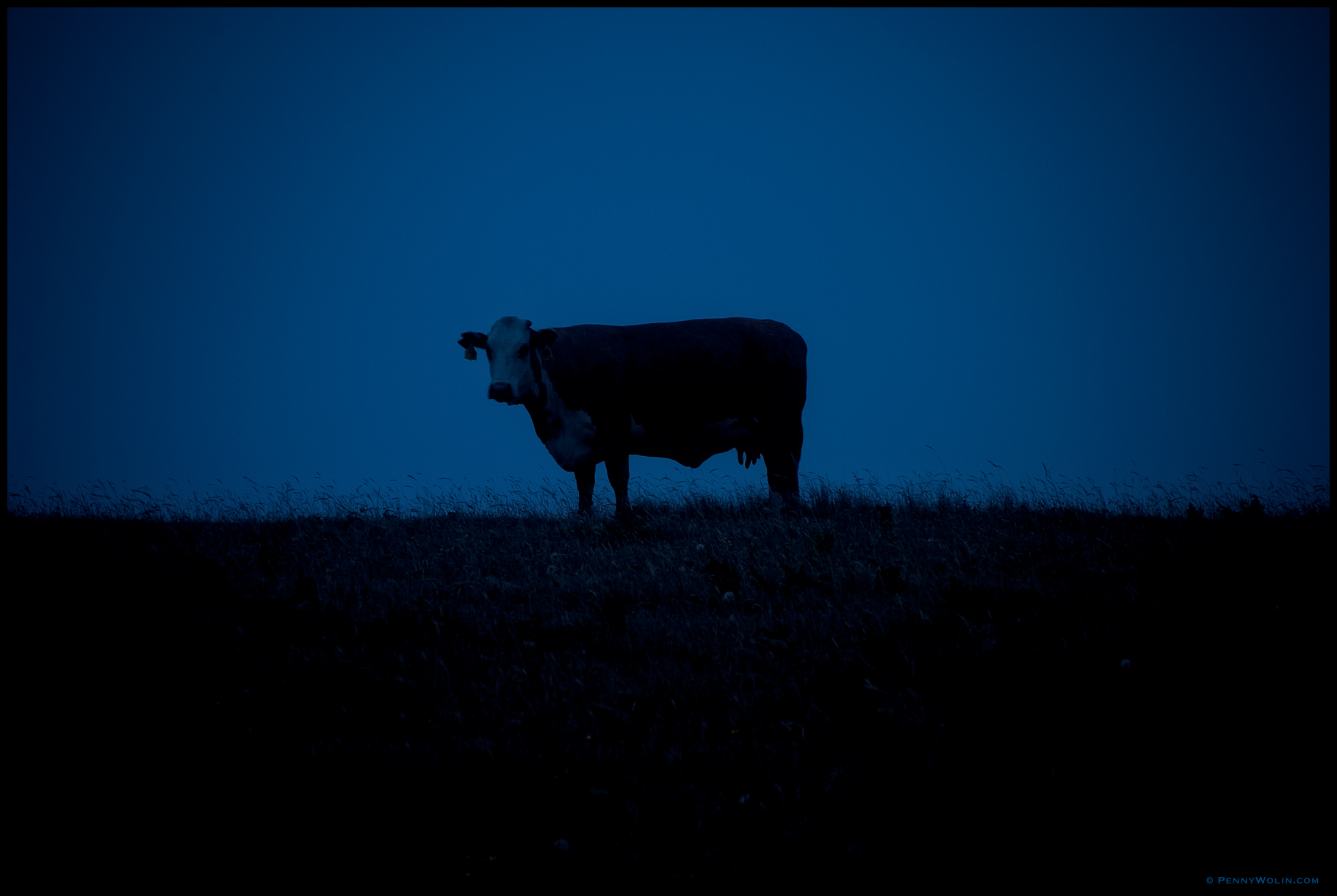 Lone Cow